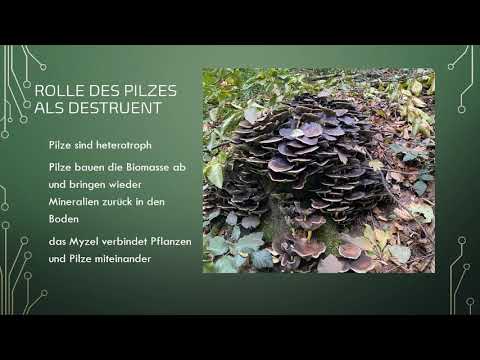 Video: Unterschied Zwischen Perfekten Und Unvollkommenen Pilzen