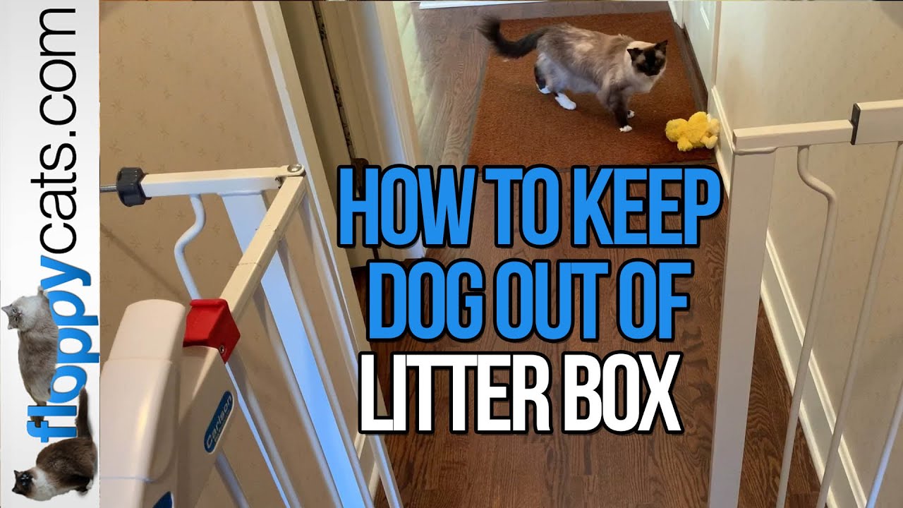 How To Keep Dog Out Of Cat Food And Litter Box YouTube