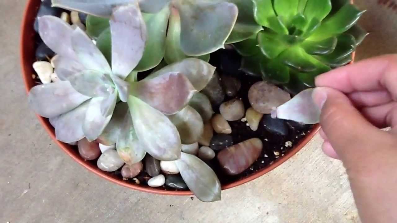 Succulance