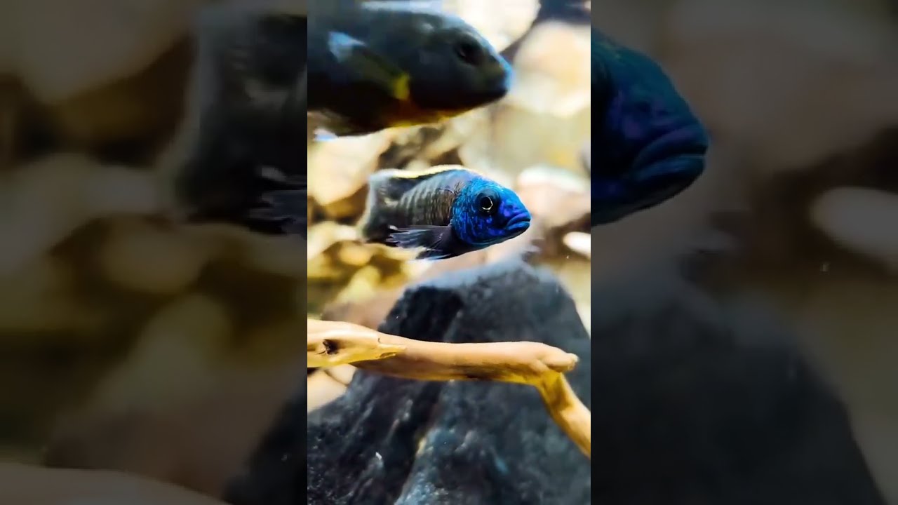 Baby Blue Beauty Tiny Fish Big Wonder