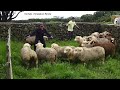 Shearing Sheep - Tosquiar Ovelhas - Exploração Agrícola Marco Paulo Cândido - Ilha Terceira - Açores