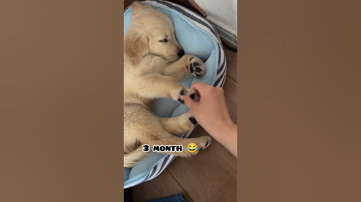 one month Vs 1 year golden retriever transformation #dog #shots #feed #goldenretriever #pets