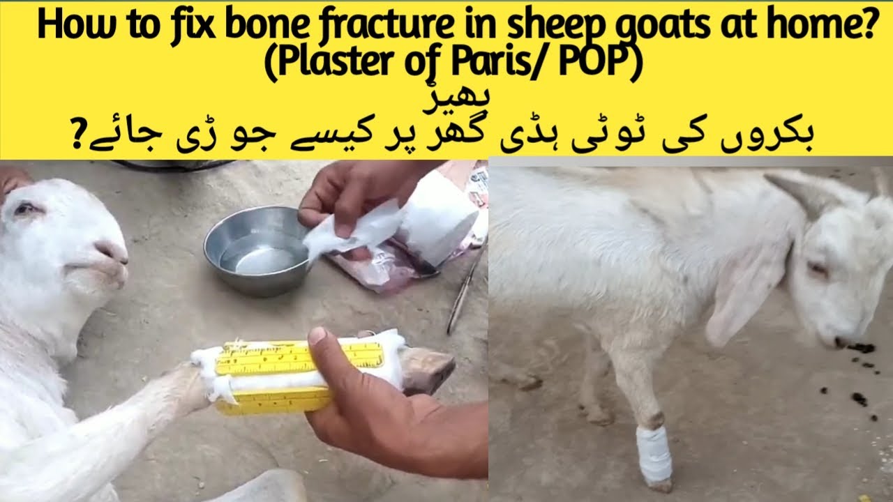 How to fix Bone fracture in goats Bakri ki toti hadi Metacarpal fracture मेटाकार्पल