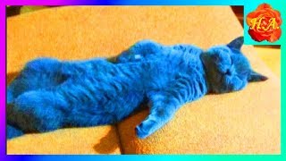Как кот Шерлок любит спать Смешные животные🐱🐈 Как кот Шерлок любит спать Смешные животные🐱🐈
