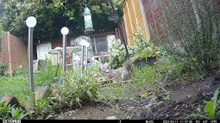 Another Squirrel - 11th April 2024 by Wild Animals in a Wild Garden 26 views 1 day ago 12 minutes, 28 seconds