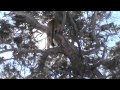 Hunting a Big Tom Mountain Lion In Southern Colorado With Hounds: Old One Eared Lion