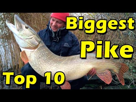 Video: What is the biggest pike in the world?