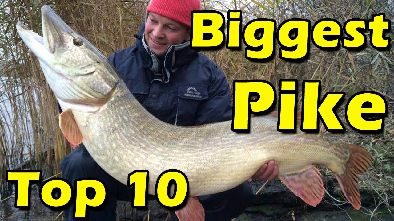 biggest-pike-ever-caught-in-the-world-top-10-youtube