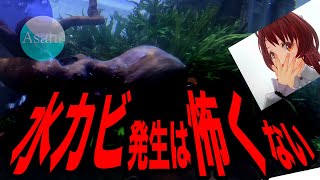 アクアリウム 熱帯魚 流木に 水カビ発生 でもこわくない 放置決め込みました Youtube アクアリウム 熱帯魚 流木に 水カビ発生 でもこわくない 放置決め込みました Youtube