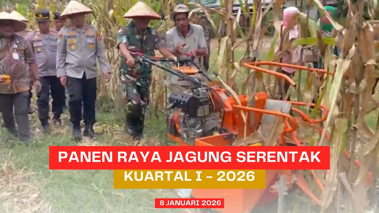 Panen Raya Jagung Polres Lubuk Linggau! 50 Hektare Digarap, Dukung Ketahanan Pangan Nasional