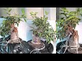 Ficus Microcarpa Progression 2010 - 2018