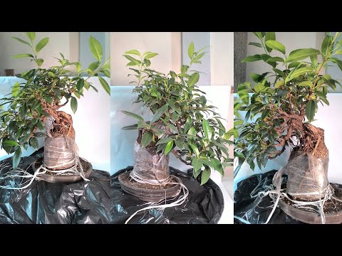 ვიდეო: Ficus Microcarpa: სახლის მოვლა