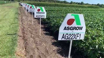 Bayer Crop Science:  Asgrow Extendflex Soybeans