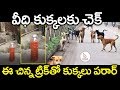 Check for stray dogs with red water vermilion water trick for dogs  eagle media works