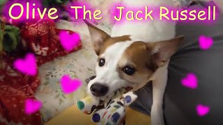 Olive the 13 year old jack chi playing with squeaky toy 🐶🦴  || Pet Friendly by Pet Friendly 23 views 1 year ago 2 minutes, 47 seconds