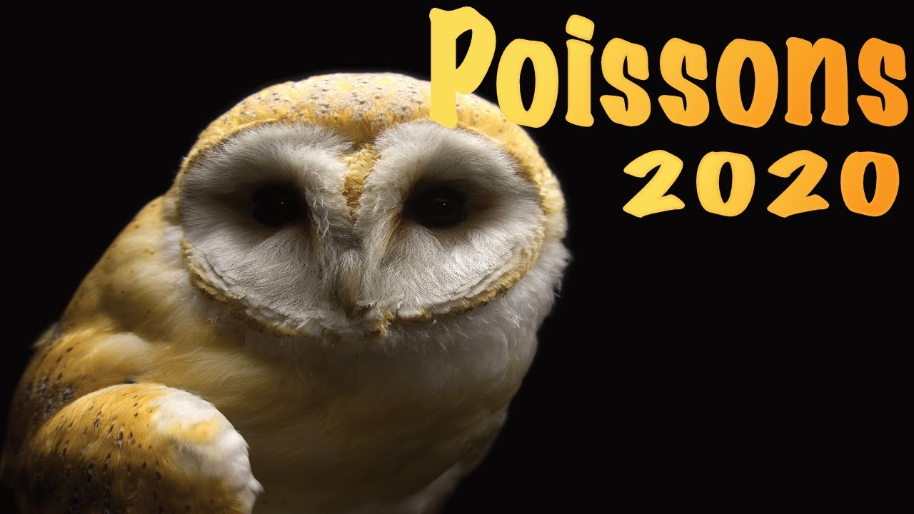 POISSONS - année 2020 ~ E - MAN - CI- PA - TION !!! - YouTube