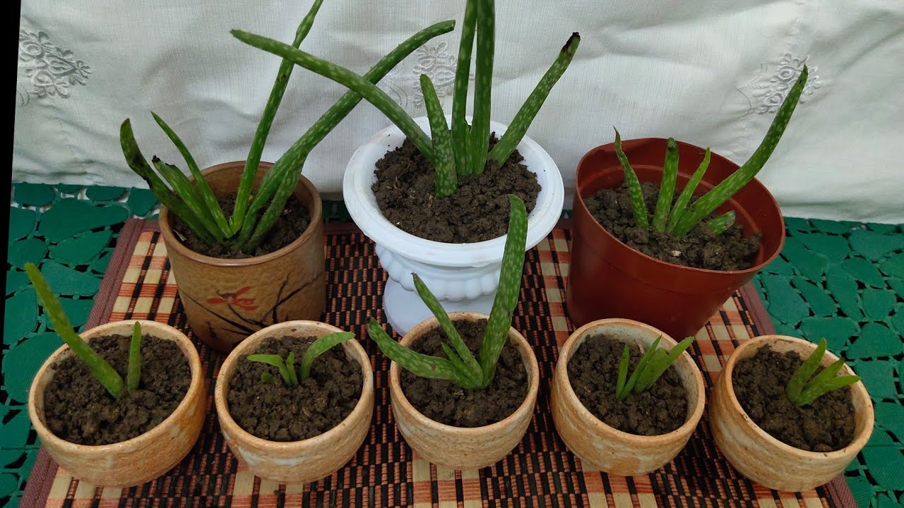 How to Repot Aloe Vera Plants YouTube