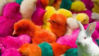 catch colorful chickens, ducks,rainbow chickens, rabbits | cute animal