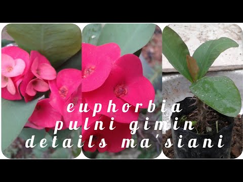 Euphorbia pulni gimin details ma&rsquo;siani by N.k.Marak