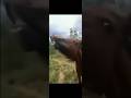 horse meme thing #funny #funnyvideos #meme #memes #horse