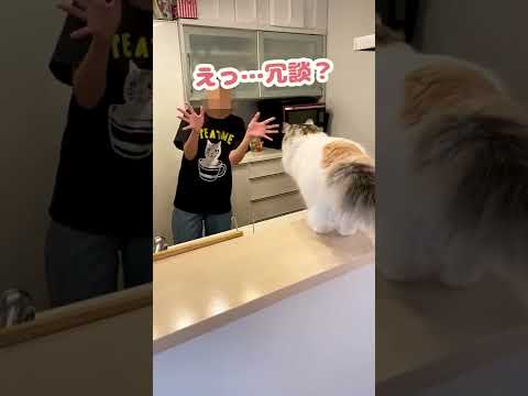 ほんでリアクションも古臭すぎんねん…【おしゃべりする猫】 #Shorts