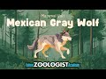 Mexican Grey Wolves Conservation Quiz