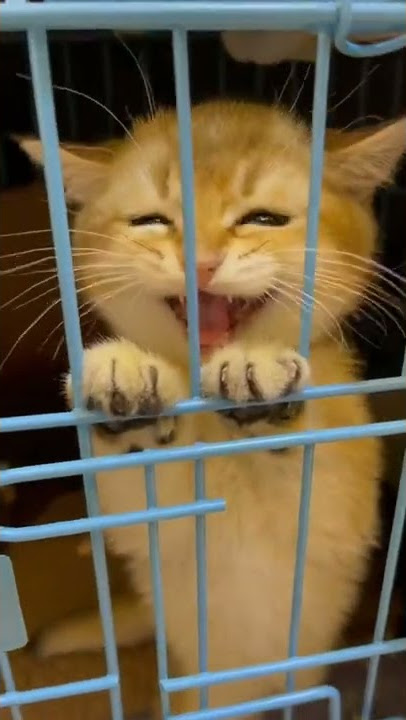 #shahadat #new #2022 #viral #short #cet #song viral#video #😍😇🥰😻😽