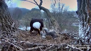 Decorah Iowa~Second breakfast for the eaglets~ 6:28 2020\/04\/24