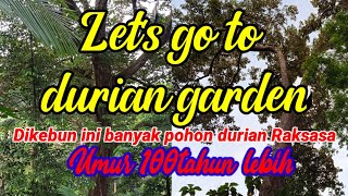 Let's go to Durian Garden, #Kebundurianngantisari
