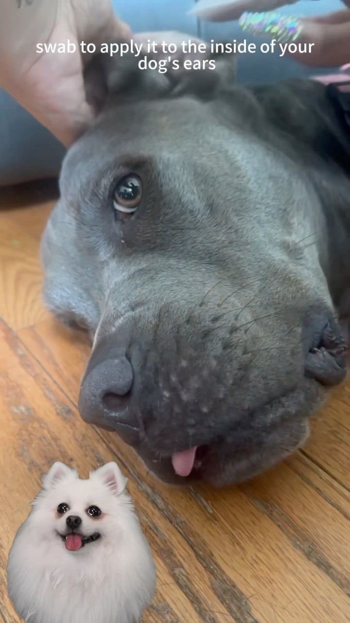 Mom,please help me clean my ears #dogmom #pets #dogproducts #cutedog #funnypuppy