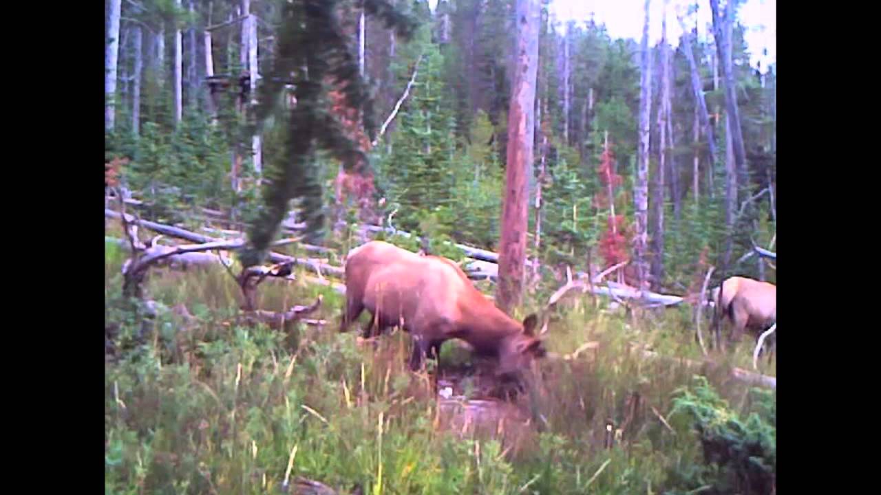 Youth Elk Hunt 2013 YouTube youth-elk-hunt-2013-youtube