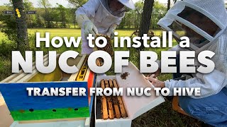 How to transfer bees from Nuc to Hive | Beginner beekeeper tutorial [How to install a nuc of bees]