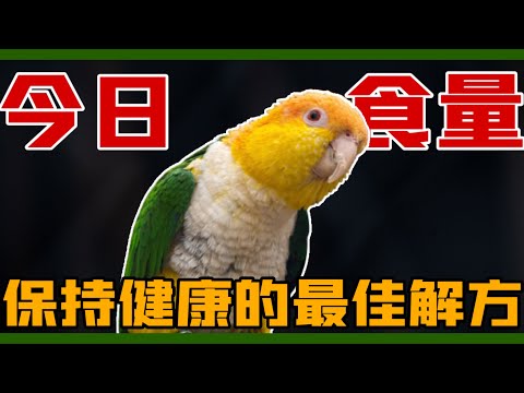 鳥一天到底該吃多少東西呢？鸚鵡保持健康的4大元素！【鸚鵡小木屋】