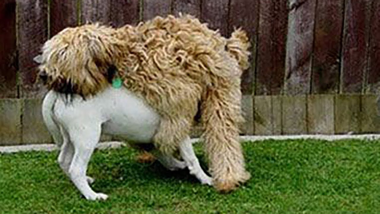 почему собака делает. почему собака вертит хвостом. половое поведение животных. виляние хвостом собаки. симптомы бешенства у собаки.