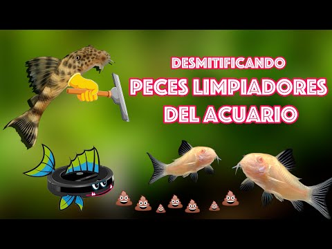 Peces limpia fondos, limpia cristales, basureros - DESMITIFICANDO 