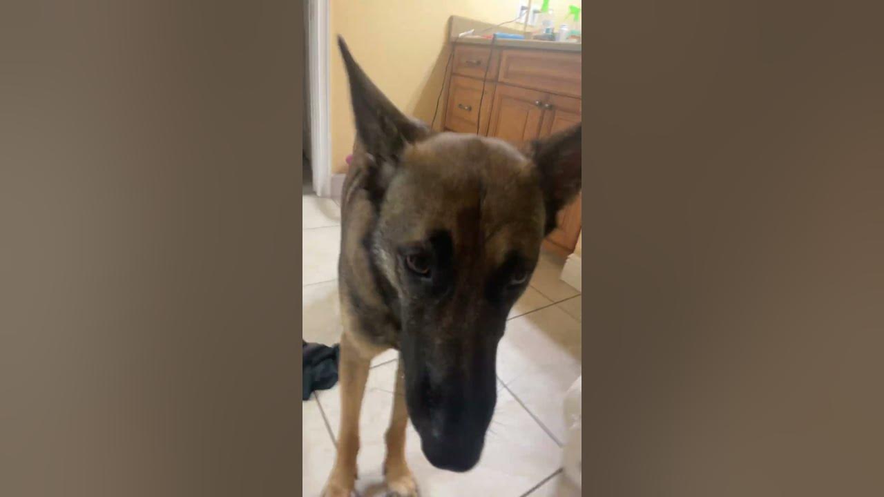 Belgian melon Wah YouTube