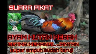 suara pikat ayam hutan merah Jawa betina memanggil jantan super ampuh