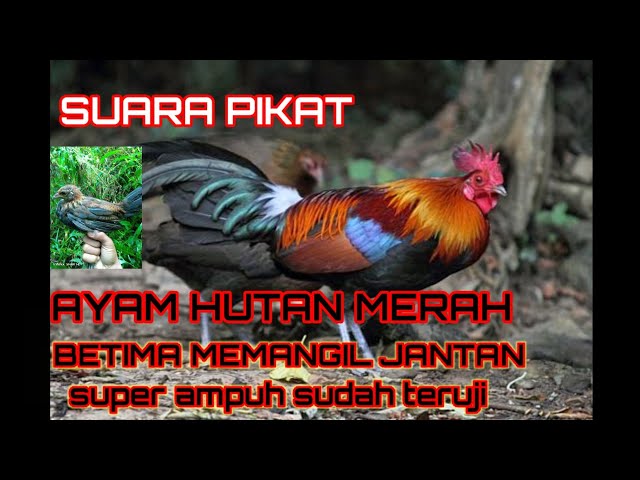 suara pikat ayam hutan merah Jawa betina memanggil jantan super ampuh class=