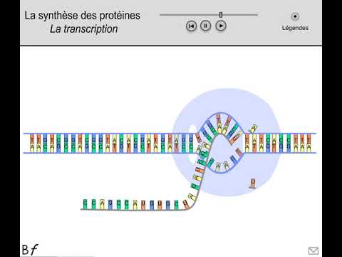 Transcription: De l'ADN