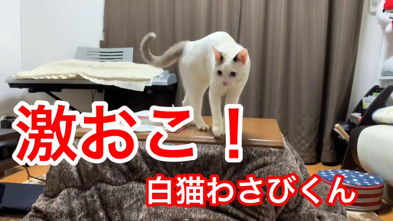 激おこ!白猫わさびくん - YouTube