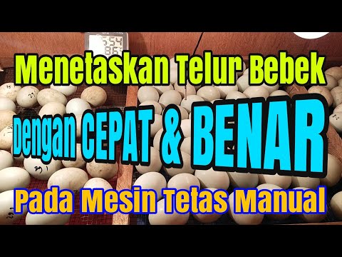 Video: Cara Memberitahu Itik