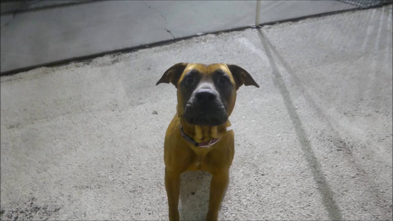 Purell - A1090037 - Brooklyn ACC camera iphone 8 plus apk