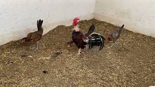 Kelso Cedar Creek - gallinas Hatch Mclean de Guess Farm, Rancho San José