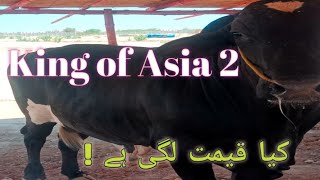 Northern Bypass Cow Mandi update 18May2024 || Life Of Karachi #cowmandi