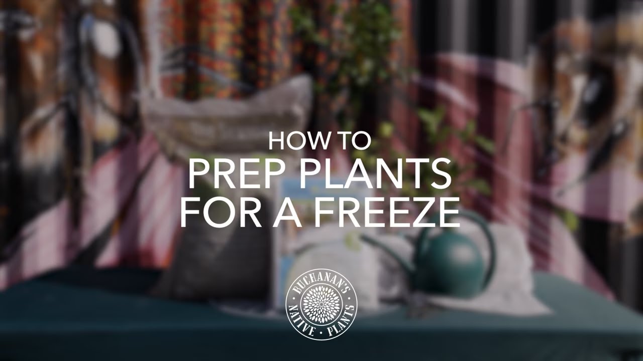 Buchanan's EXPERT Guide to Saving Your Plants from Freeze Damage! - YouTube