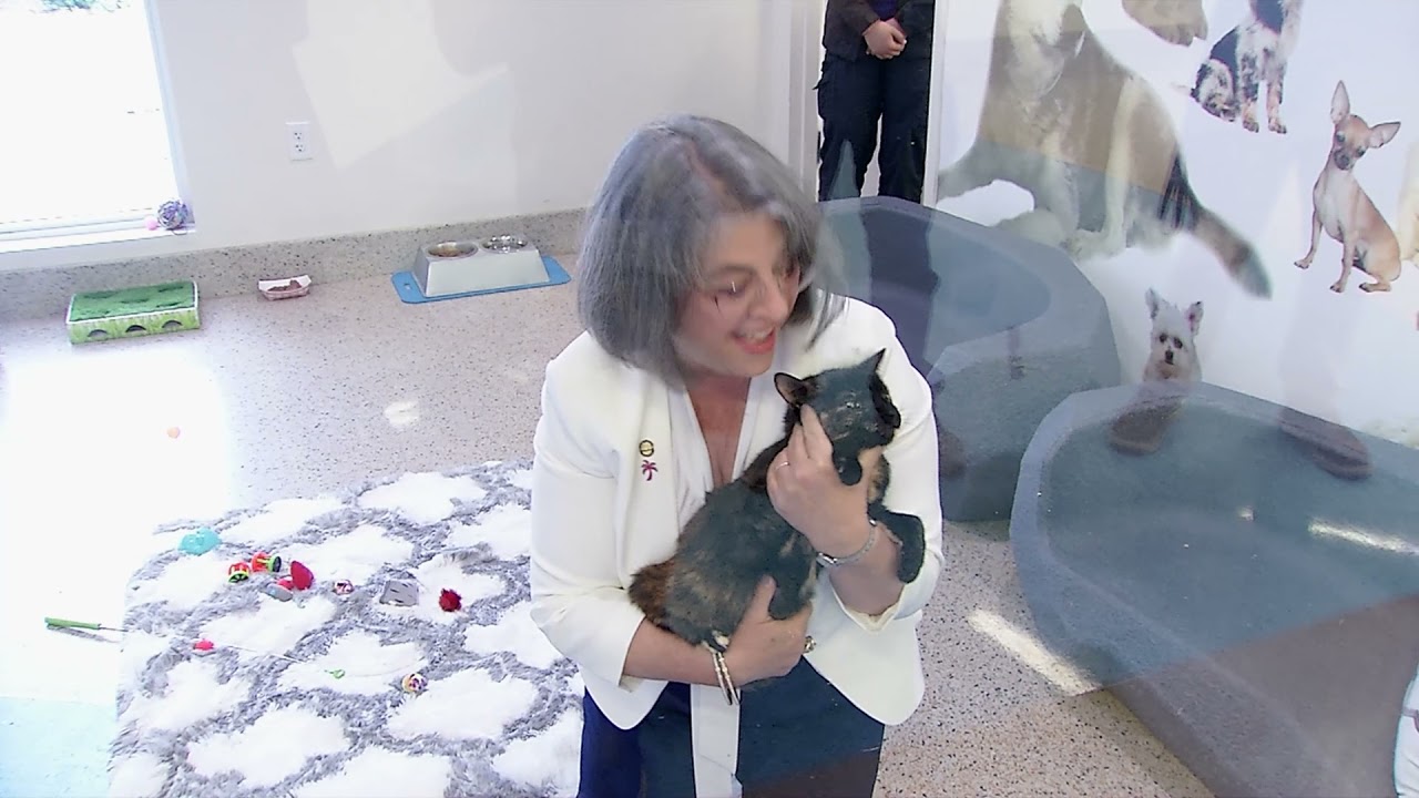 MiamiDade Minute Adopt a Shelter Cat Month YouTube