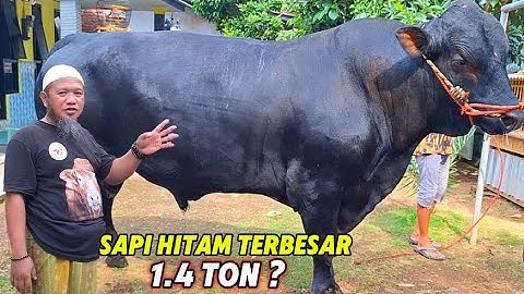DE GROOTSTE ZWARTE KOE DOUGLAS JR VERSCHIJNT IN JEMBER VOORAFGAAND AAN DE WEDSTRIJD❗️🔥