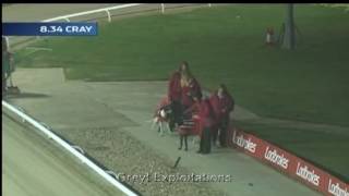 Greyhounds raced during firework displays
