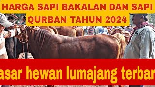 HARGA SAPI BAKALAN DAN SAPI QURBAN TAHUN 2024 PASAR HEWAN LUMAJANG