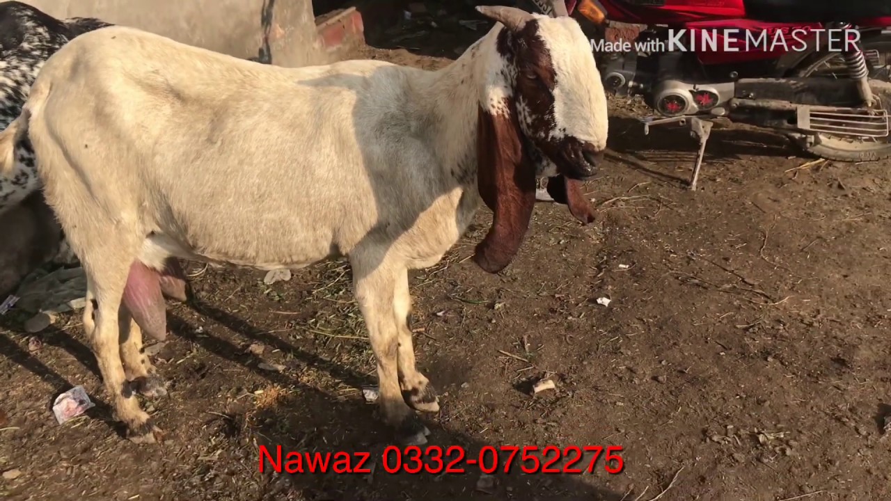 bakra mandi milking goat for sale in nawaz goat farm 03126662996 YouTube